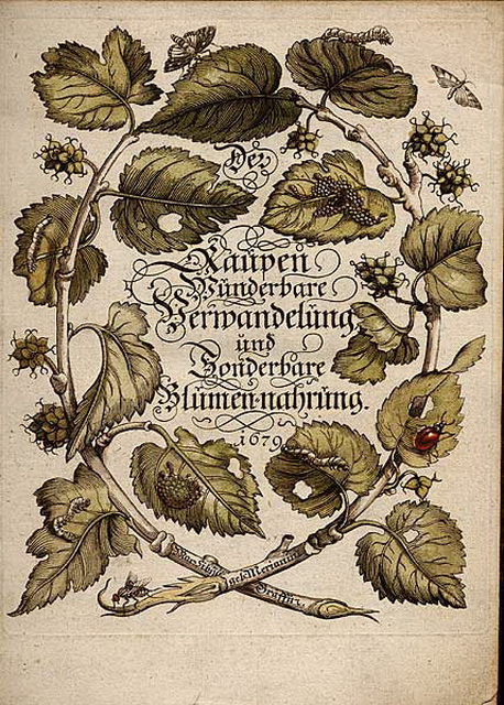 Merian