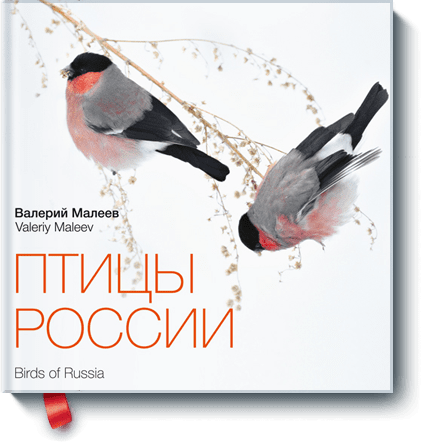 Валерий Малеев - Птицы России